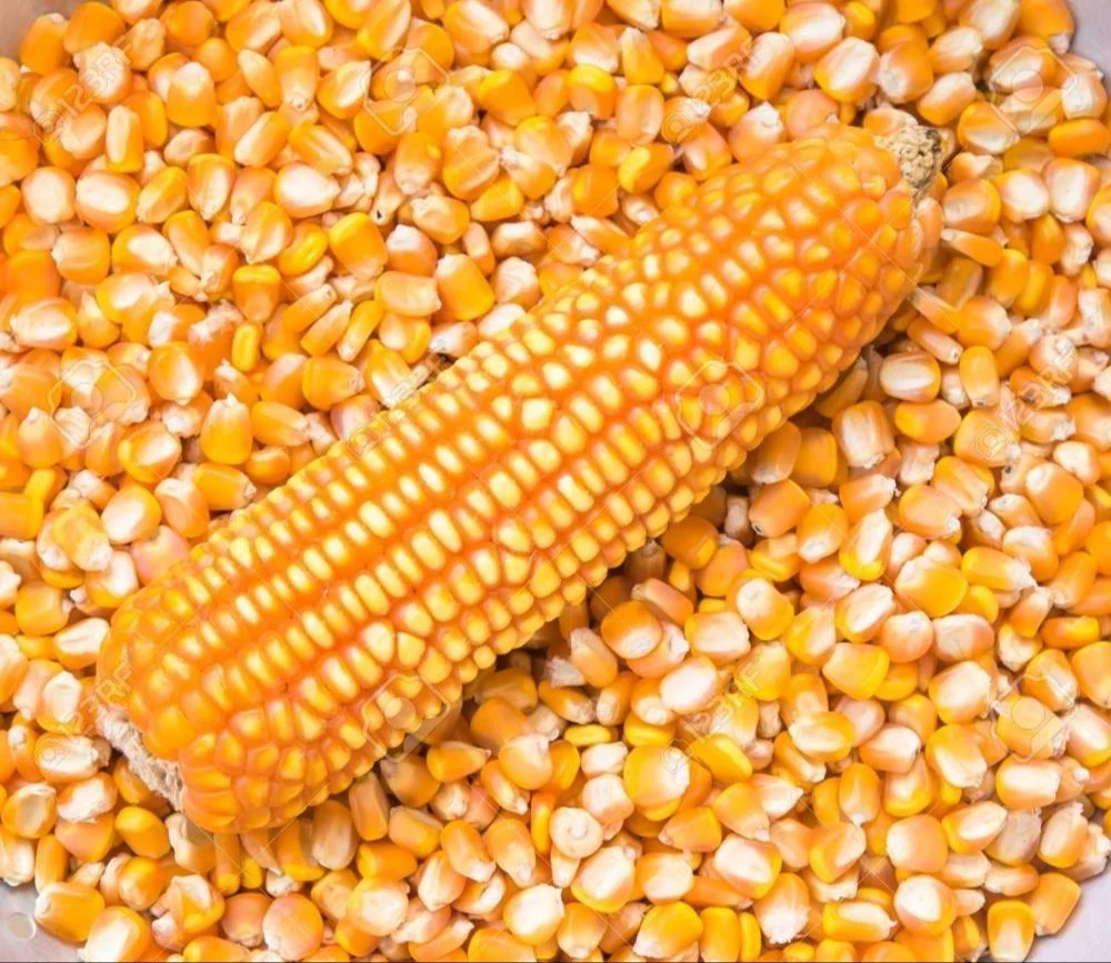 Maize - image 2