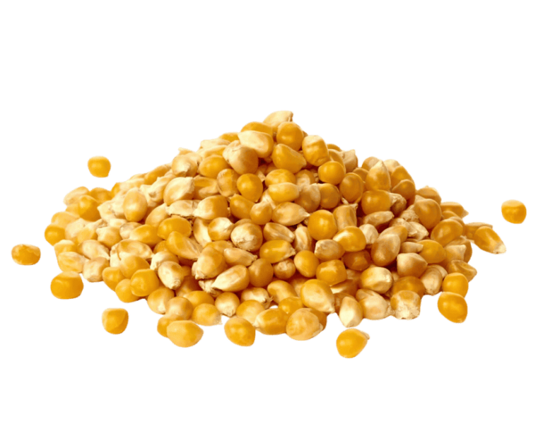 Maize
